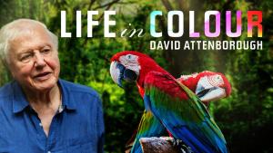 Life in Colour (2021)
